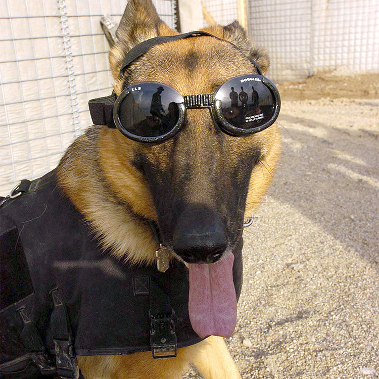 Suojalasit koiralle, Doggles