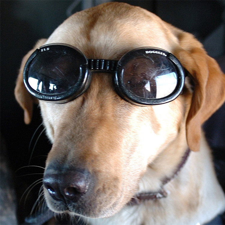 Suojalasit koiralle, Doggles